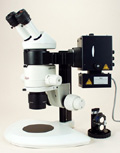 LSS01 — Leica MZ6 for GFP Epi-Fluorescence
